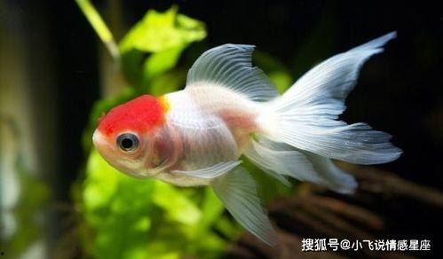 娱乐吃瓜小金鱼小说,小金鱼吃瓜记